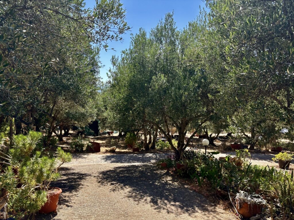 Tuinpad vol olijfbomen en mediterrane planten bij Ancestral Earth in Oost-Kreta, waar zon en schaduw elkaar afwisselen in een sfeer van rust.