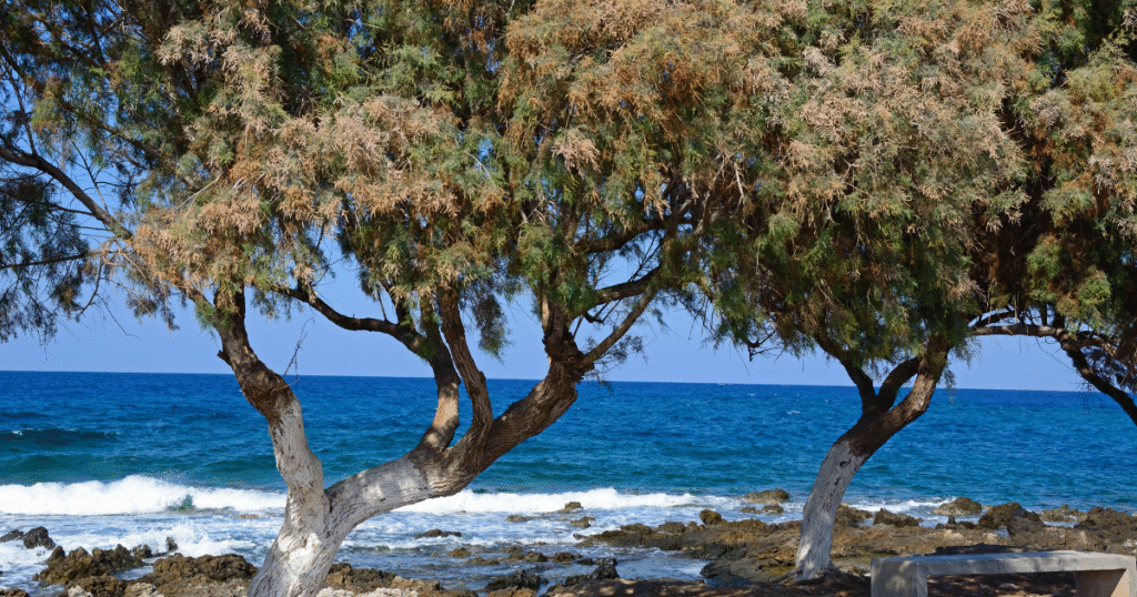 Sea view with tamarisk trees along the rocky coast of Crete near Milatos, Greece — a peaceful natural landscape reflecting the spirit of Ancestral Earth.